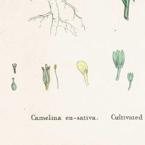 ꥹ ƥ ܥ˥륢/ʪ Camelina eu-sativa(ʡƥ). plate.141,1863ǯ 0318