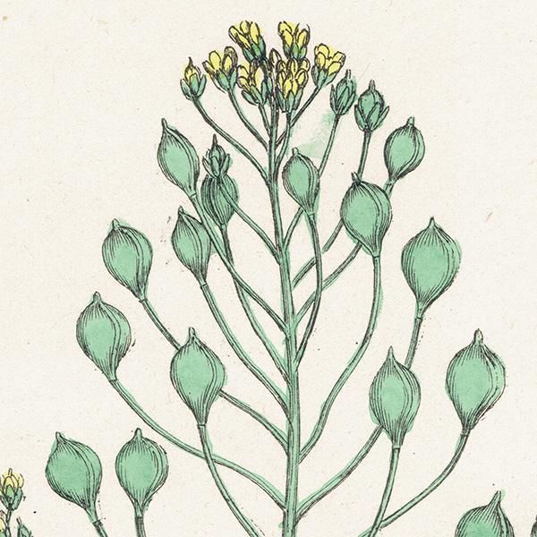 ꥹ ƥ ܥ˥륢/ʪ Camelina eu-sativa(ʡƥ). plate.141,1863ǯ 0318