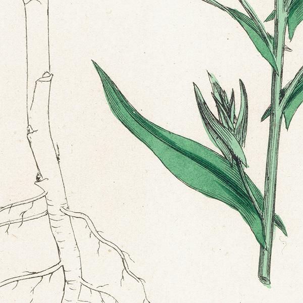 ꥹ ƥ ܥ˥륢/ʪ Camelina eu-sativa(ʡƥ). plate.141,1863ǯ 0318