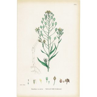 ꥹ ƥ ܥ˥륢/ʪ Camelina eu-sativa(ʡƥ). plate.141,1863ǯ 0318