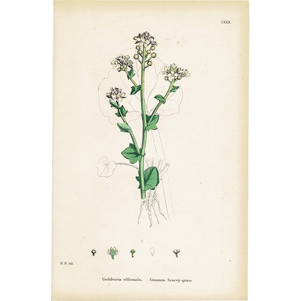 ꥹ ƥ ܥ˥륢/ʪ Cochlearia officinalis(ס ). plate.130,1863ǯ 0321