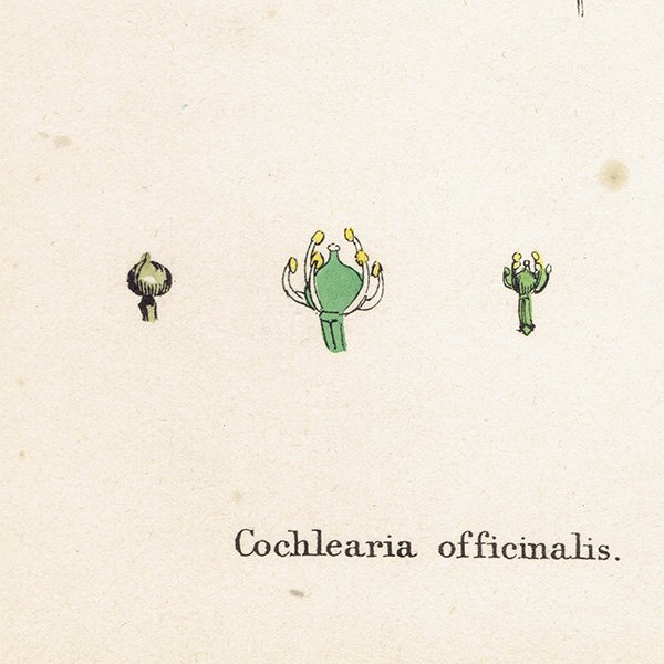 ꥹ ƥ ܥ˥륢/ʪ Cochlearia officinalis(ס ). plate.130,1863ǯ 0321