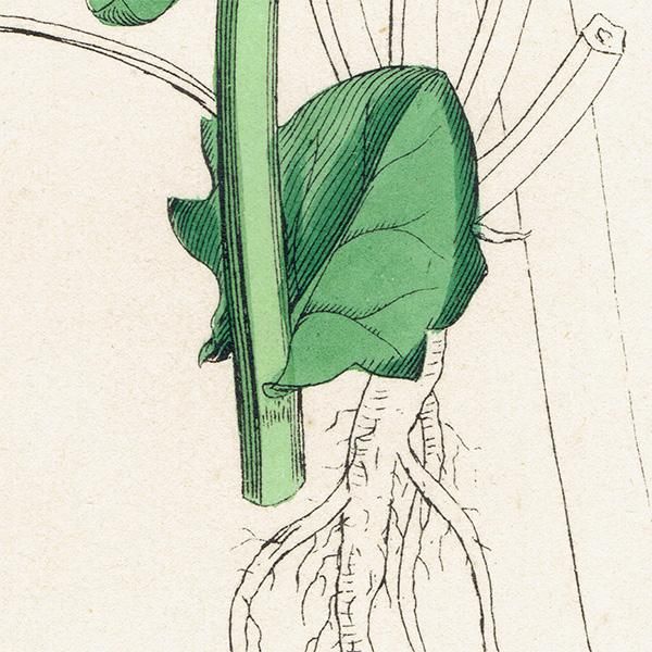 ꥹ ƥ ܥ˥륢/ʪ Cochlearia officinalis(ס ). plate.130,1863ǯ 0321