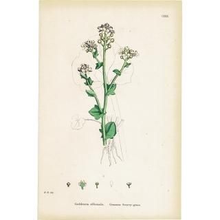 ꥹ ƥ ܥ˥륢/ʪ Cochlearia officinalis(ס ). plate.130,1863ǯ 0321