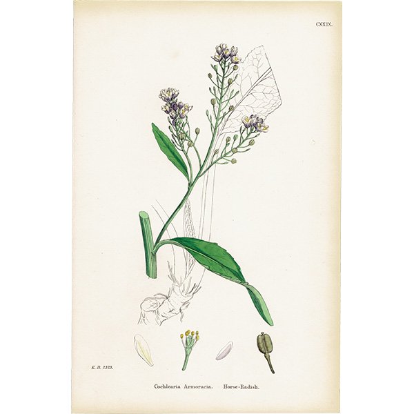 ꥹ ƥ ܥ˥륢/ʪ Cochlearia Armoracia(ۡǥå). plate.129,1863ǯ 0325