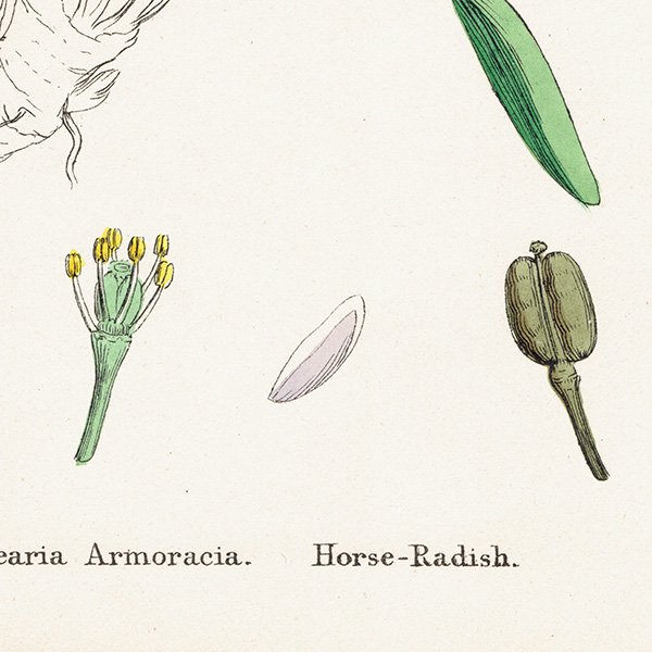 ꥹ ƥ ܥ˥륢/ʪ Cochlearia Armoracia(ۡǥå). plate.129,1863ǯ 0325