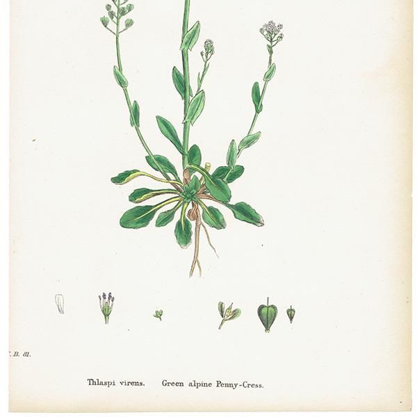 ꥹ ƥ ܥ˥륢/ʪ Thlaspi virens(ѥڥˡ쥹). plate.148,1863ǯ 0326