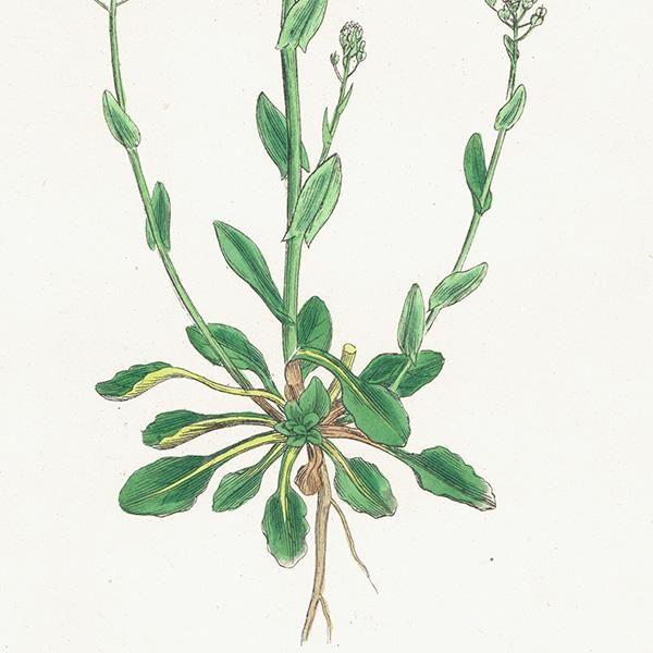 ꥹ ƥ ܥ˥륢/ʪ Thlaspi virens(ѥڥˡ쥹). plate.148,1863ǯ 0326