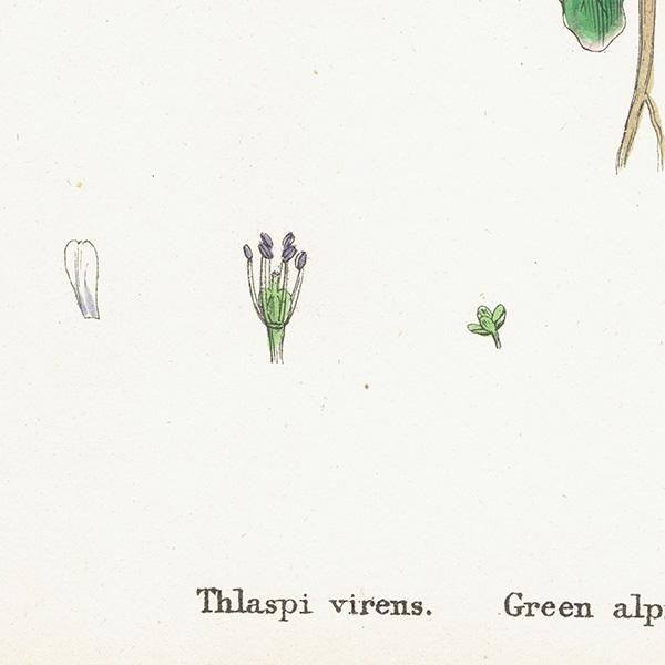 ꥹ ƥ ܥ˥륢/ʪ Thlaspi virens(ѥڥˡ쥹). plate.148,1863ǯ 0326