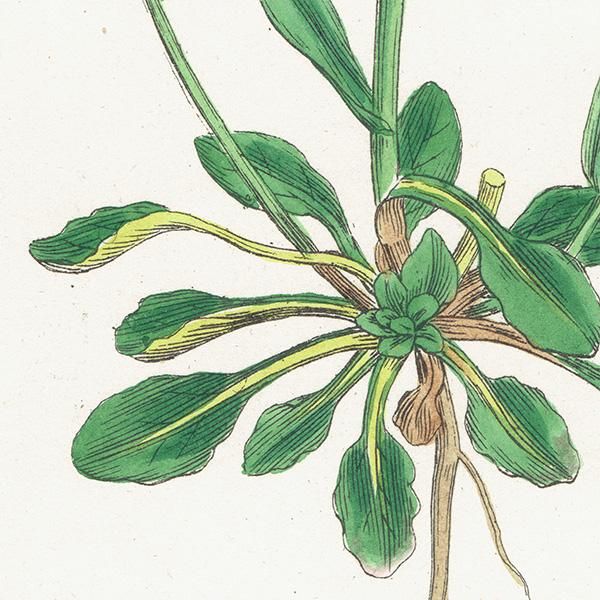 ꥹ ƥ ܥ˥륢/ʪ Thlaspi virens(ѥڥˡ쥹). plate.148,1863ǯ 0326