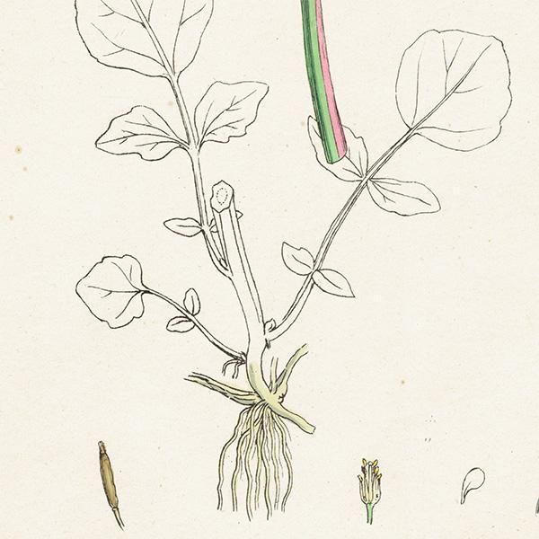 ꥹ ƥ ܥ˥륢/ʪ Nasturtium officinale(饷/쥽). plate.125,1863ǯ 0327