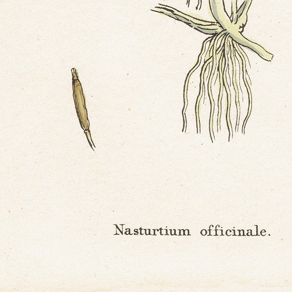 ꥹ ƥ ܥ˥륢/ʪ Nasturtium officinale(饷/쥽). plate.125,1863ǯ 0327