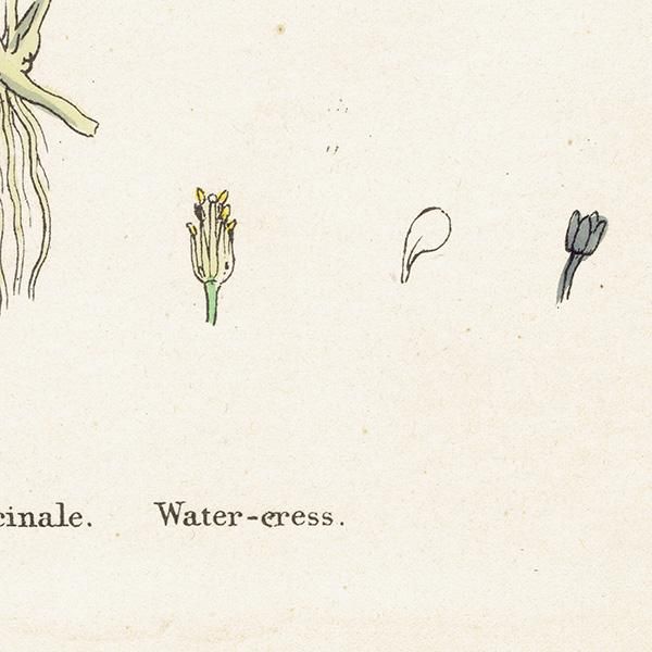 ꥹ ƥ ܥ˥륢/ʪ Nasturtium officinale(饷/쥽). plate.125,1863ǯ 0327