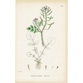 ꥹ ƥ ܥ˥륢/ʪ Nasturtium officinale(饷/쥽). plate.125,1863ǯ 0327