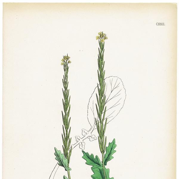 ꥹ ƥ ܥ˥륢/ʪ Barbarea stricta(ϥ륶ޥ饷). plate.122,1863ǯ 0328