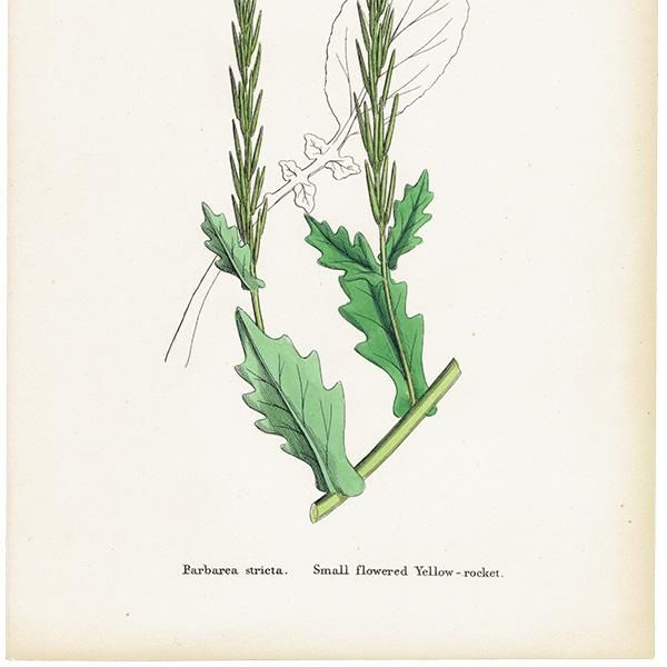 ꥹ ƥ ܥ˥륢/ʪ Barbarea stricta(ϥ륶ޥ饷). plate.122,1863ǯ 0328