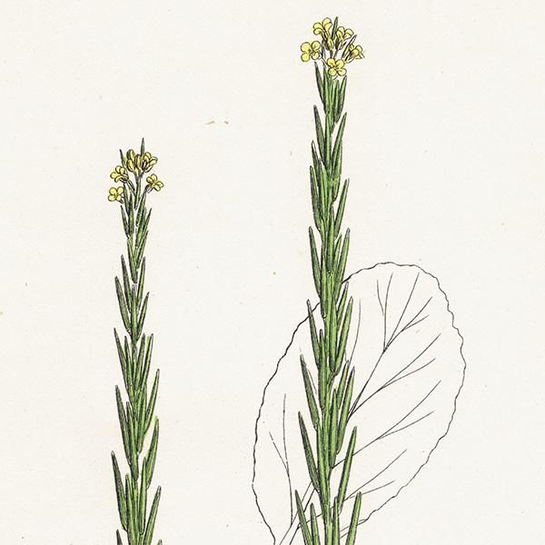 ꥹ ƥ ܥ˥륢/ʪ Barbarea stricta(ϥ륶ޥ饷). plate.122,1863ǯ 0328