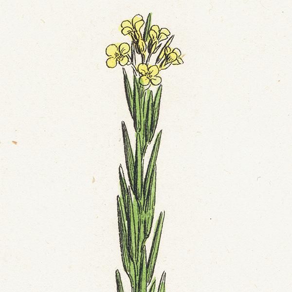 ꥹ ƥ ܥ˥륢/ʪ Barbarea stricta(ϥ륶ޥ饷). plate.122,1863ǯ 0328