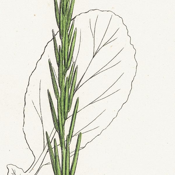 ꥹ ƥ ܥ˥륢/ʪ Barbarea stricta(ϥ륶ޥ饷). plate.122,1863ǯ 0328