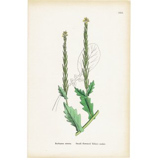 イギリス アンティーク ボタニカルアート/植物画 Barbarea stricta(ハルザキヤマガラシ). plate.122,1863年 0328