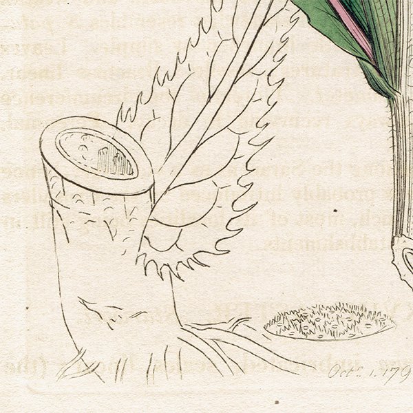 ꥹ ƥ ܥ˥륢/ʪ Senecio paludosus(ͥ). plate.1159,1839ǯ 0336