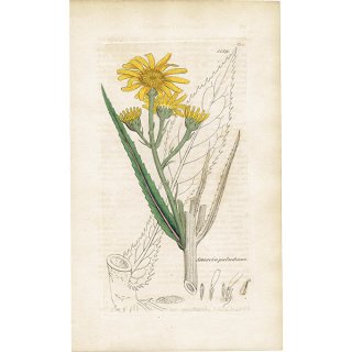 イギリス アンティーク ボタニカルアート/植物画 Senecio paludosus(セネシオ). plate.1159,1839年 0336