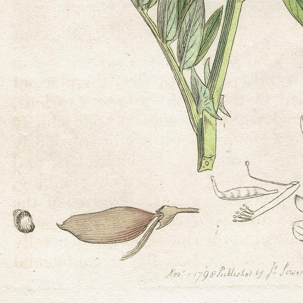 Blandfordia nobilis 植物画 2003年 Blandfordia nobilis 植物画 2003年 博物画 ボタニカルアート 植物画