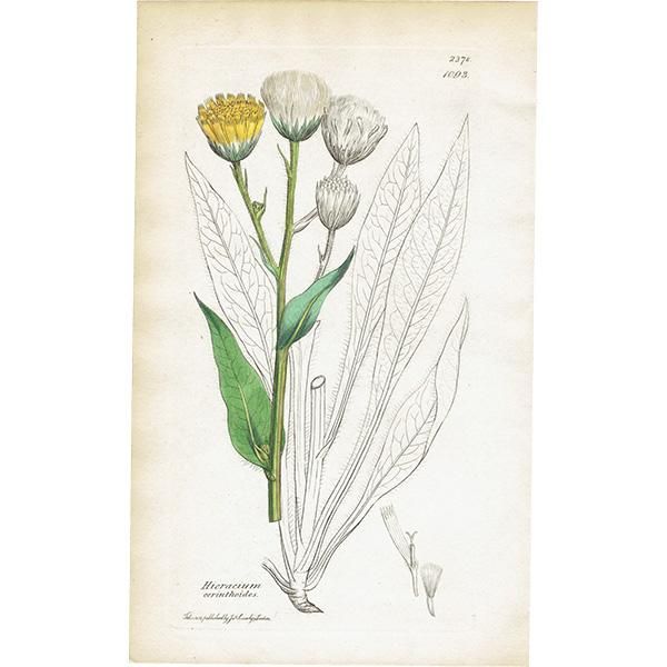 ꥹ ƥ ܥ˥륢/ʪ Hieracium amplexicauleʥ/ҥޥʡ. plate.1093,1839ǯ 0343