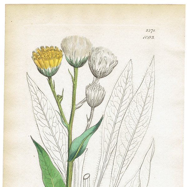 ꥹ ƥ ܥ˥륢/ʪ Hieracium amplexicauleʥ/ҥޥʡ. plate.1093,1839ǯ 0343