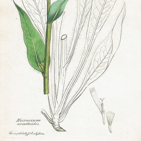 イギリス アンティーク ボタニカルアート/植物画 Hieracium
