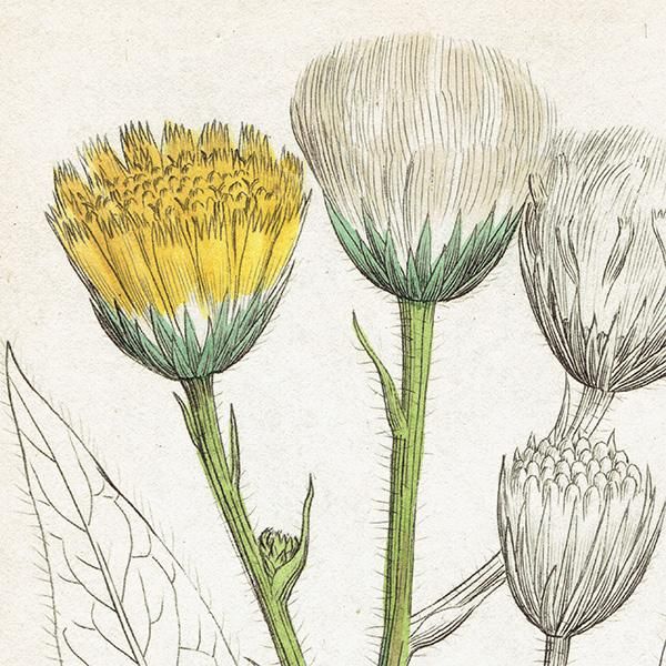 イギリス アンティーク ボタニカルアート/植物画 Hieracium