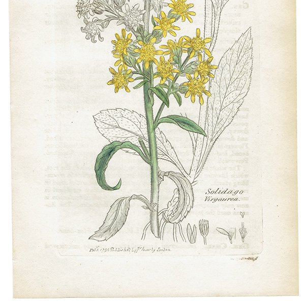 ꥹ ƥ ܥ˥륢/ʪ Solidago ViragaureaʥߥޥΥ󥽥. plate.1162,1839ǯ 0347