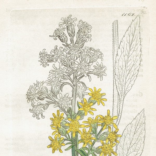 ꥹ ƥ ܥ˥륢/ʪ Solidago ViragaureaʥߥޥΥ󥽥. plate.1162,1839ǯ 0347