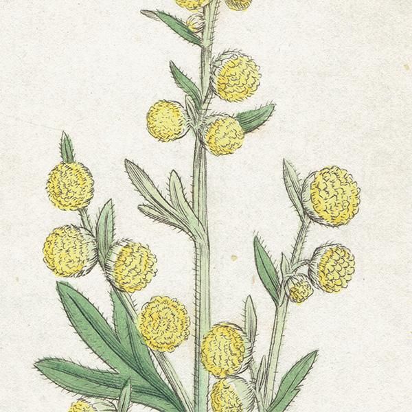 イギリス ボタニカルプリント 植物画 Artemisia Absinthium ニガヨモギ Plate 1133 19 James Sowerby 0348 アンティーク ヴィンテージの古いプリント 紙もの Comfy Design