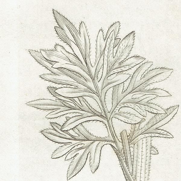 イギリス アンティーク ボタニカルアート 植物画 Artemisia Absinthium ニガヨモギ Plate 1133 19年 0348