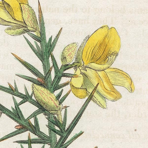 イギリス アンティーク ボタニカルアート/植物画 Ulex Europaeus