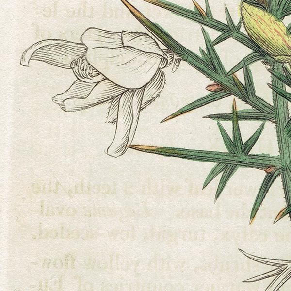 ★イギリス　ボタニカルアート　⑦ イギリス アンティーク ボタニカルアート/植物画 Ulex Europaeus