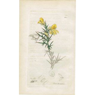 イギリス アンティーク ボタニカルアート/植物画 Ulex Europaeus（ハリエニシダ）. plate.990,1839年 0353