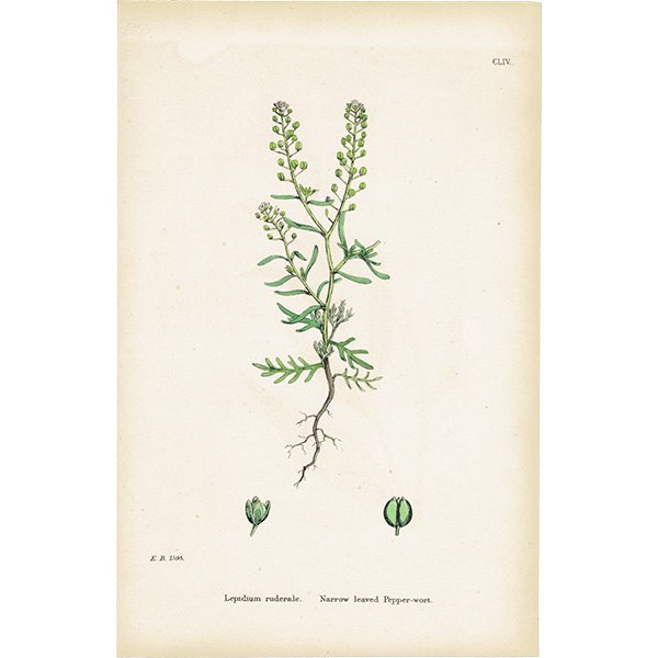 イギリス アンティーク ボタニカルアート/植物画 Lepidium ruderale(コバノコショウソウ). plate.118