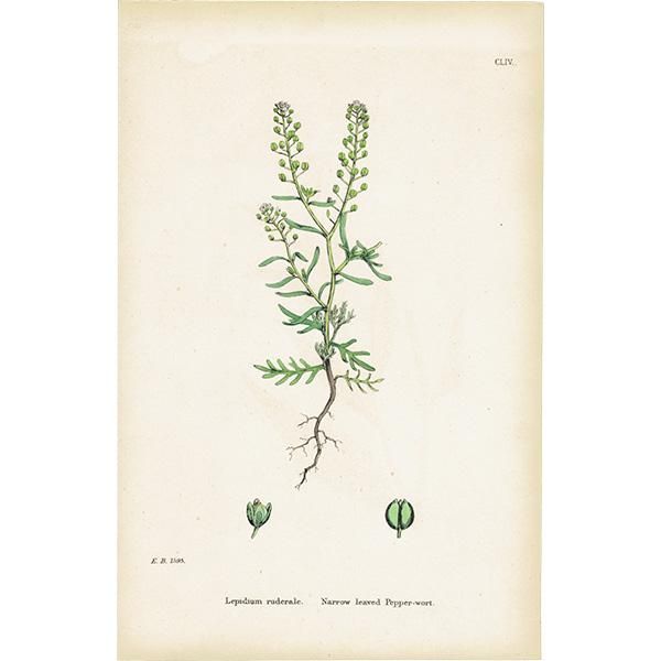 ꥹ ƥ ܥ˥륢/ʪ Lepidium ruderale(ХΥ祦). plate.118,1863ǯ 0331