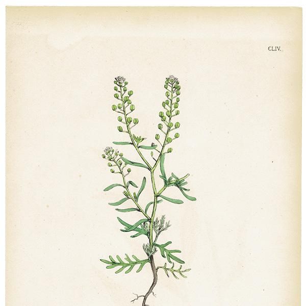 ꥹ ƥ ܥ˥륢/ʪ Lepidium ruderale(ХΥ祦). plate.118,1863ǯ 0331