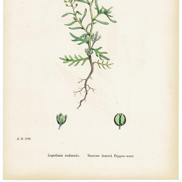 ꥹ ƥ ܥ˥륢/ʪ Lepidium ruderale(ХΥ祦). plate.118,1863ǯ 0331