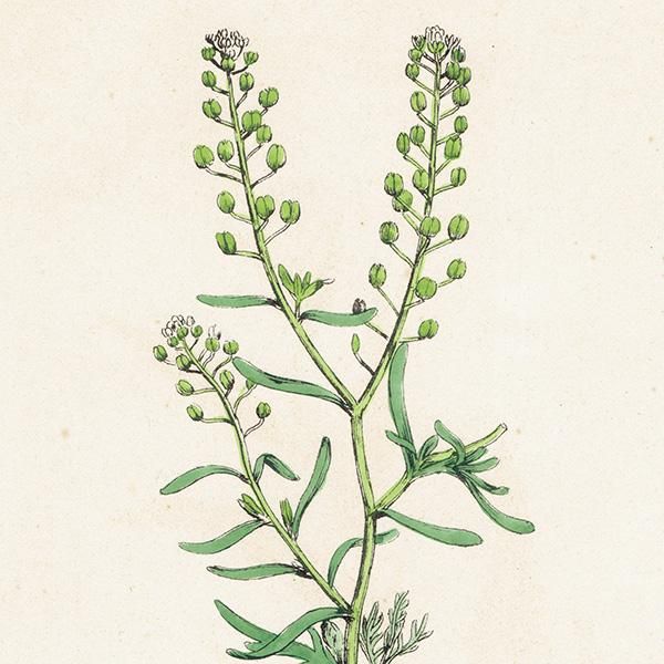 ꥹ ƥ ܥ˥륢/ʪ Lepidium ruderale(ХΥ祦). plate.118,1863ǯ 0331