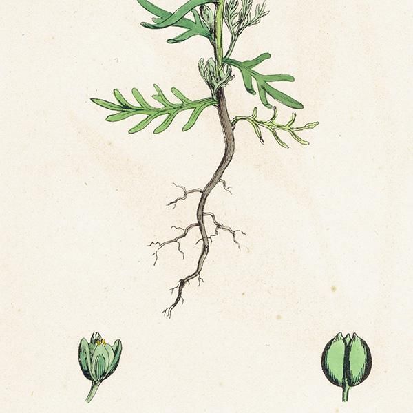 ꥹ ƥ ܥ˥륢/ʪ Lepidium ruderale(ХΥ祦). plate.118,1863ǯ 0331