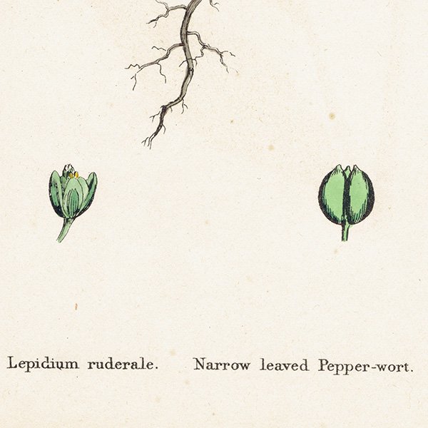 ꥹ ƥ ܥ˥륢/ʪ Lepidium ruderale(ХΥ祦). plate.118,1863ǯ 0331