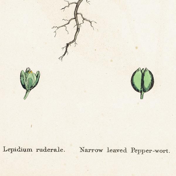 ꥹ ƥ ܥ˥륢/ʪ Lepidium ruderale(ХΥ祦). plate.118,1863ǯ 0331