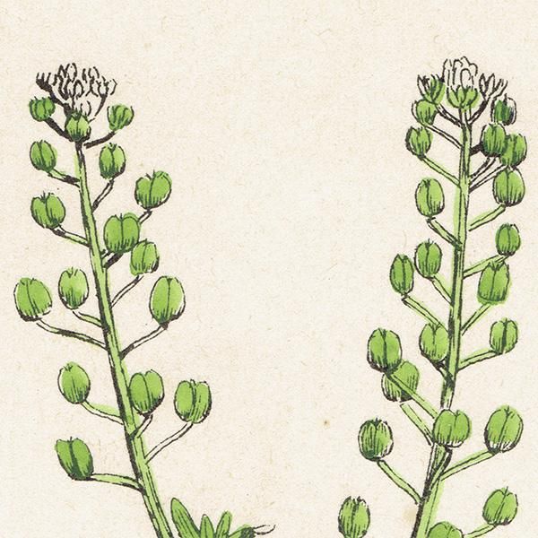 ꥹ ƥ ܥ˥륢/ʪ Lepidium ruderale(ХΥ祦). plate.118,1863ǯ 0331