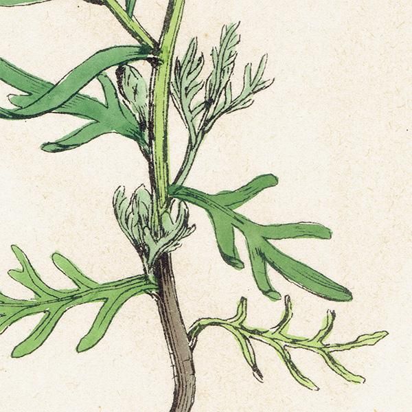 ꥹ ƥ ܥ˥륢/ʪ Lepidium ruderale(ХΥ祦). plate.118,1863ǯ 0331