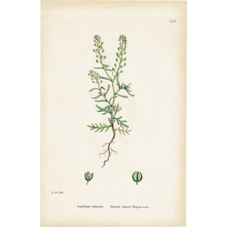 ꥹ ƥ ܥ˥륢/ʪ Lepidium ruderale(ХΥ祦). plate.118,1863ǯ 0331