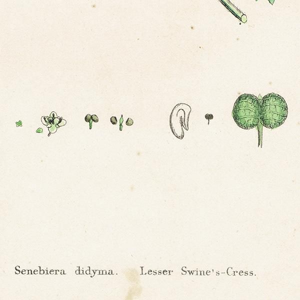 ꥹ ƥ ܥ˥륢/ʪ Senebiera didyma(饯ʥ). plate.159,1863ǯ 0334